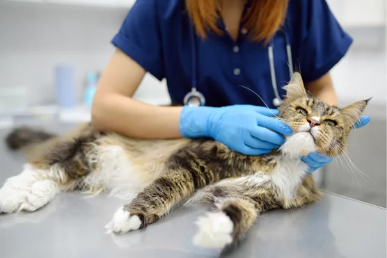 Soins animaliers